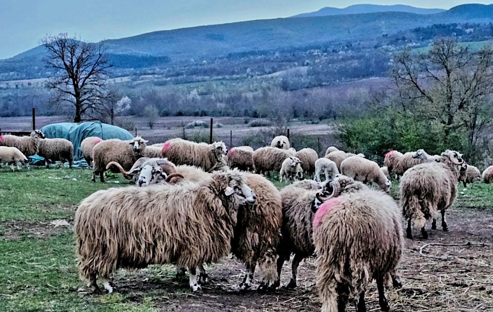 Елитно стадо реплянски овце