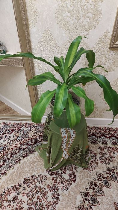 Драцена широколистная. Продаю.