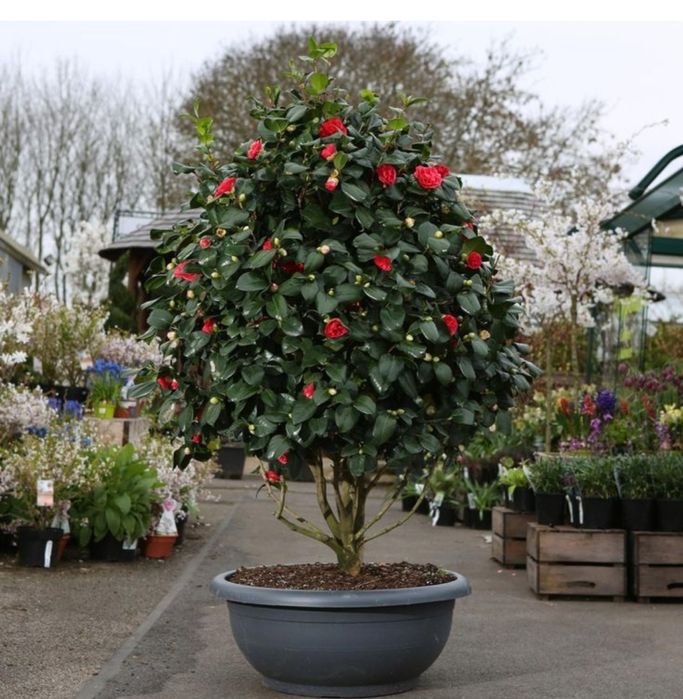 Камелия белая,красная. Kameliya