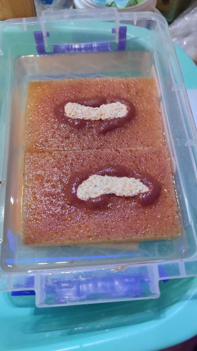 Аулофорус, Auloforus