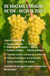 Struguri de vin productie 2025