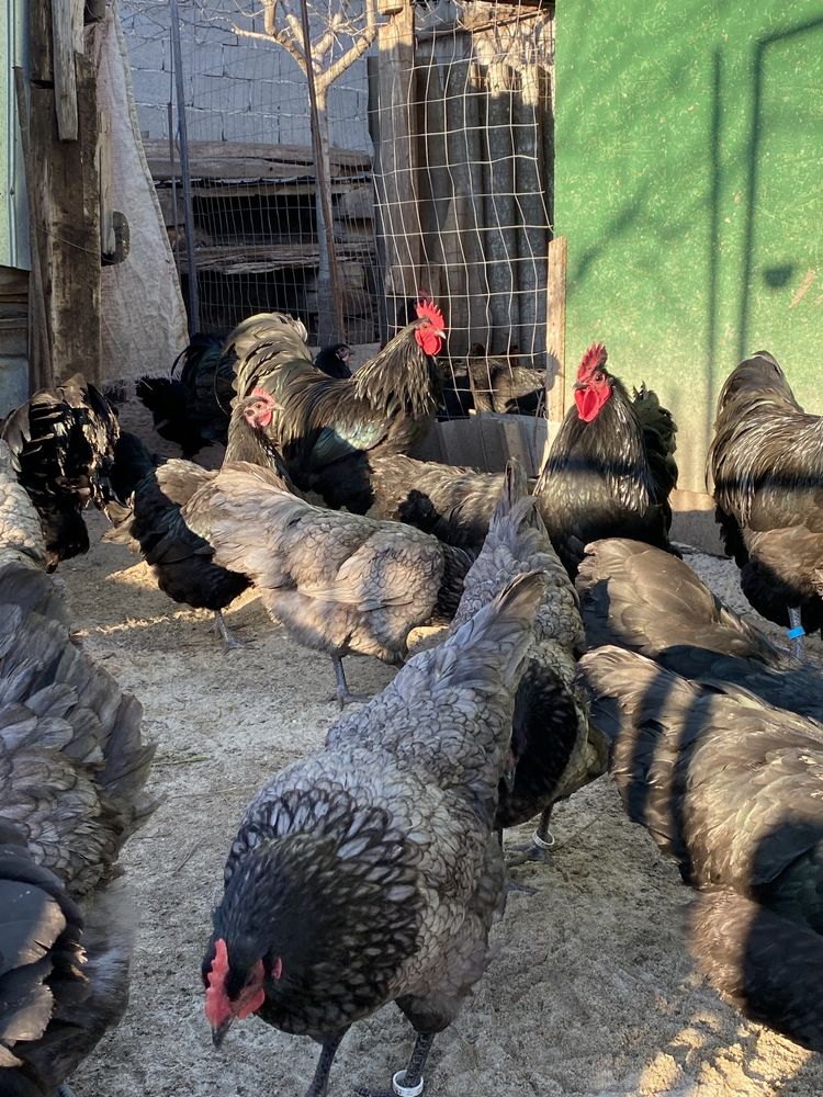 Australorp oua incubat