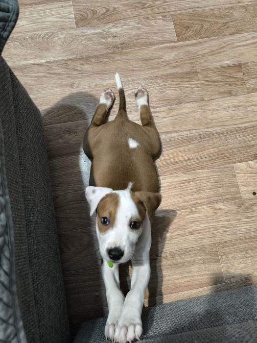 Продам Стаффорда. Мальчик.