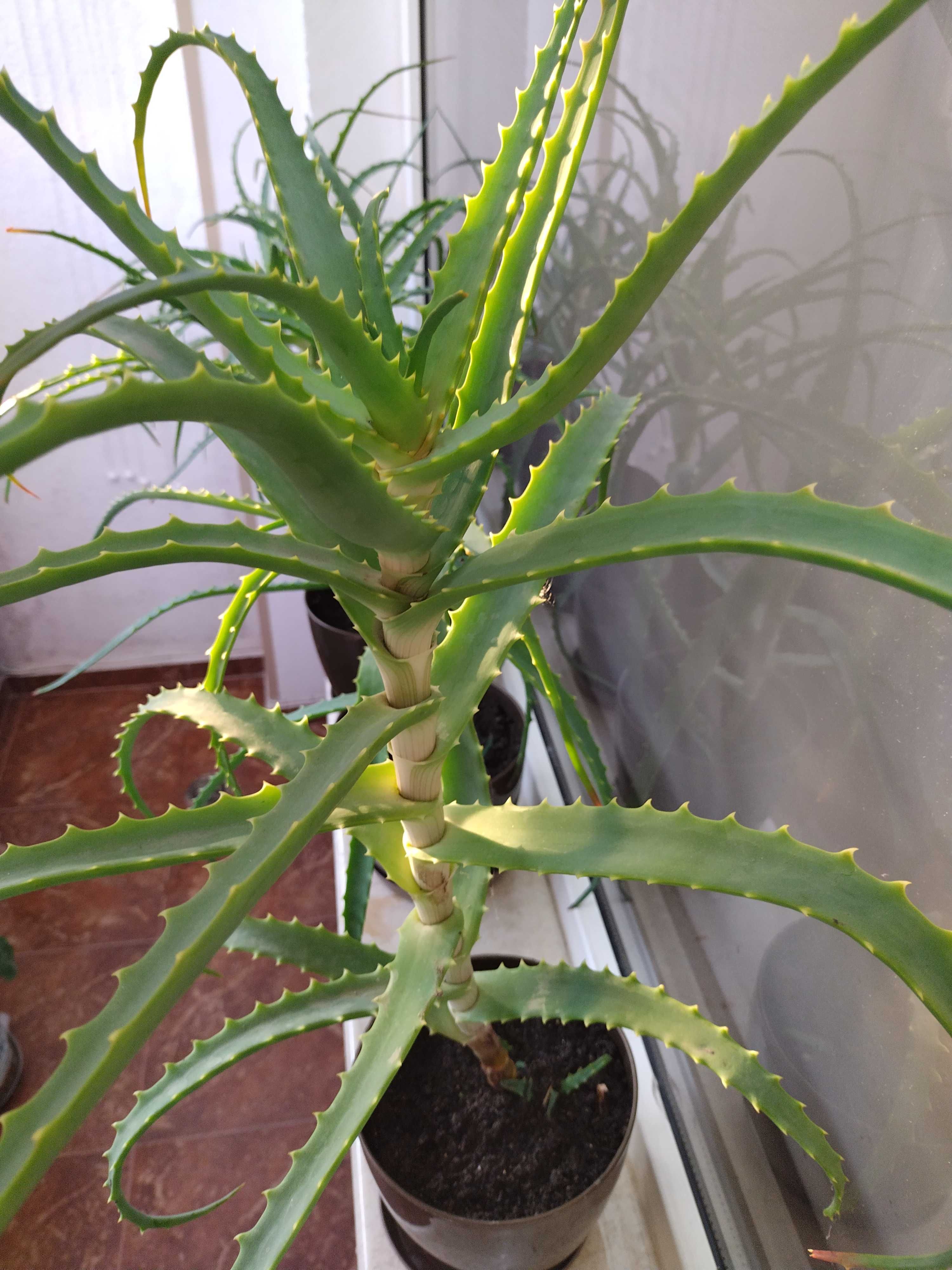Алое вера(Aloe Аrborescens)лечебно дървовидно растение