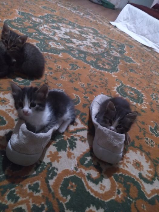 Котята в добрые руки