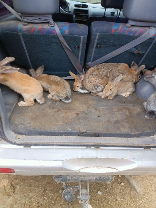 Vând o familie de iepuri