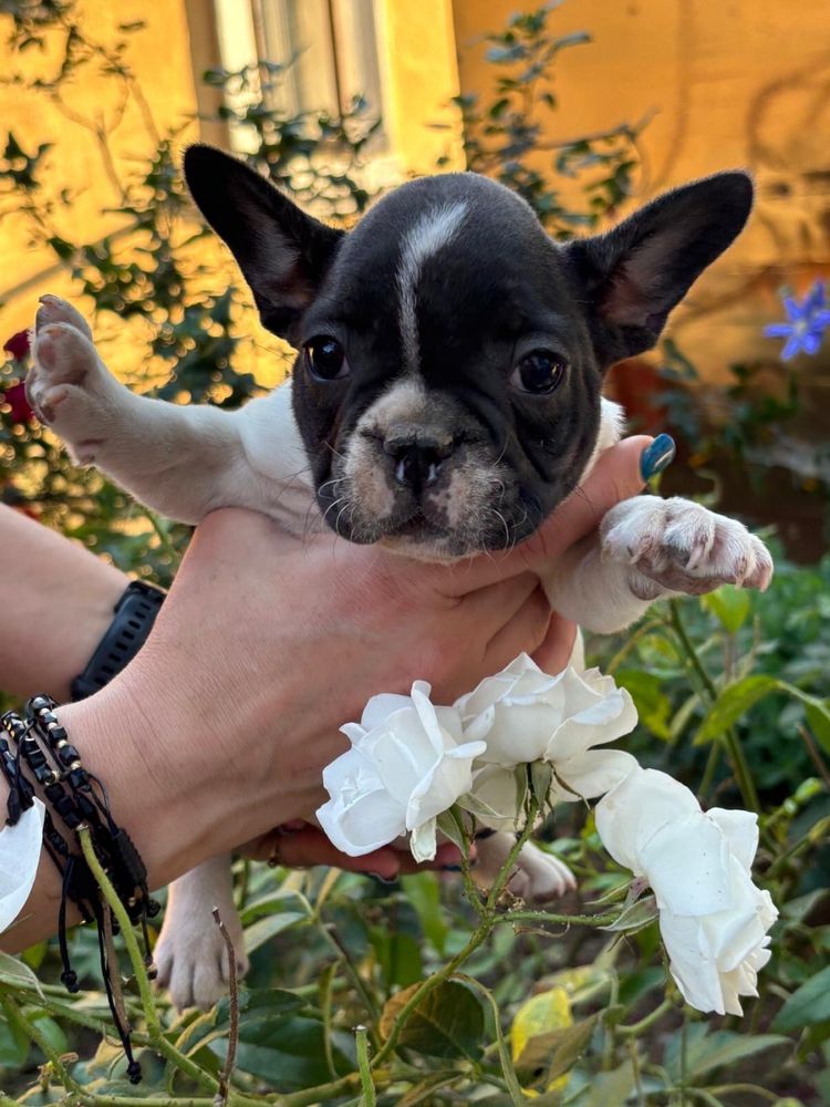 Bulldog francez 7 sapt