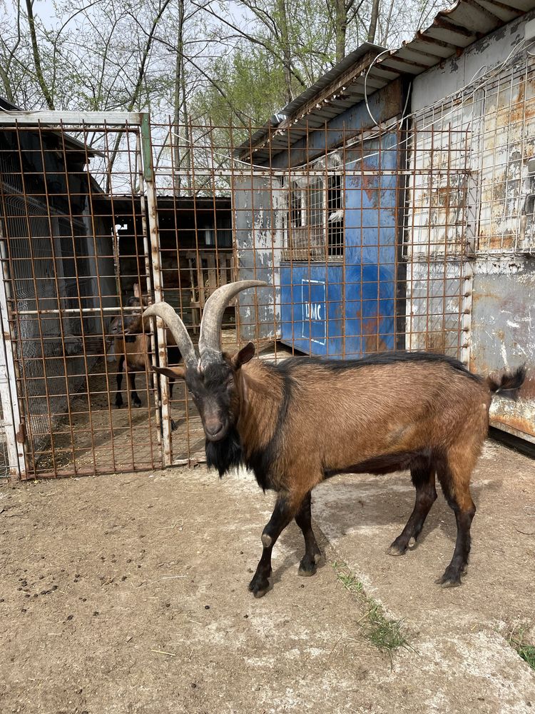 Vând țap alpin francez