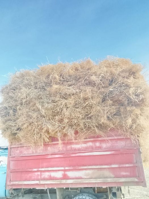 Жантақ 60 000 тг