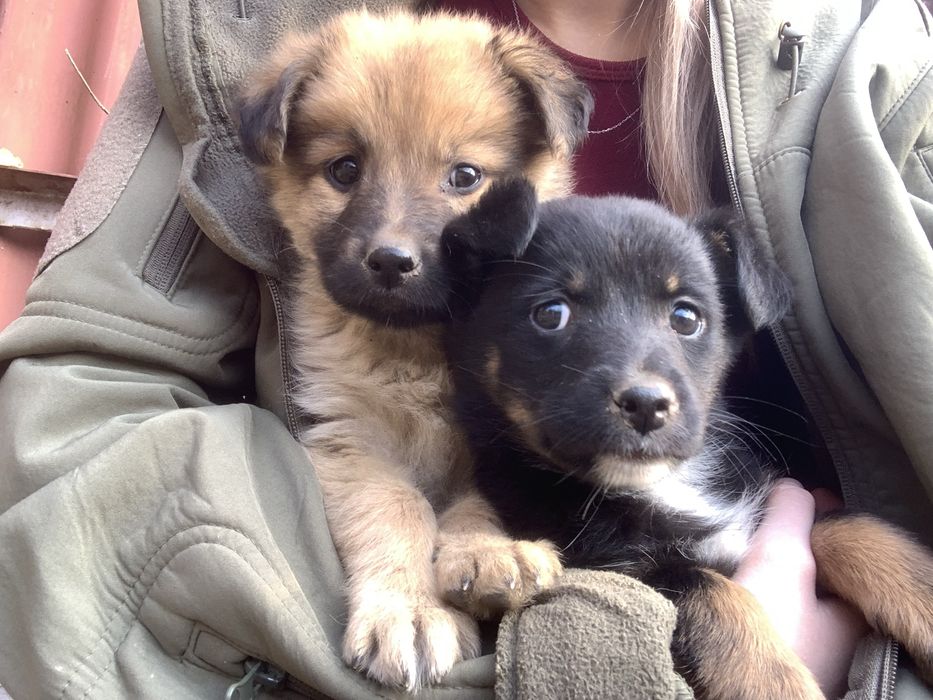 СРОЧНО щенки ищут ДОМ