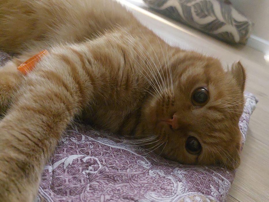 Кот домашний шотландский 10000тг