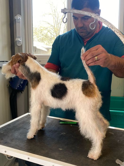 Fox terrier femela