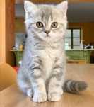 Silver Tabby băiețel