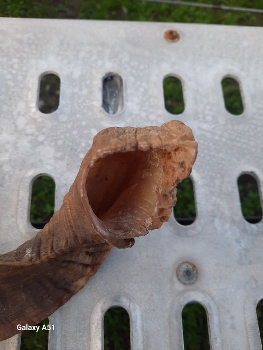 Рог от МУФЛОН. 1 брой