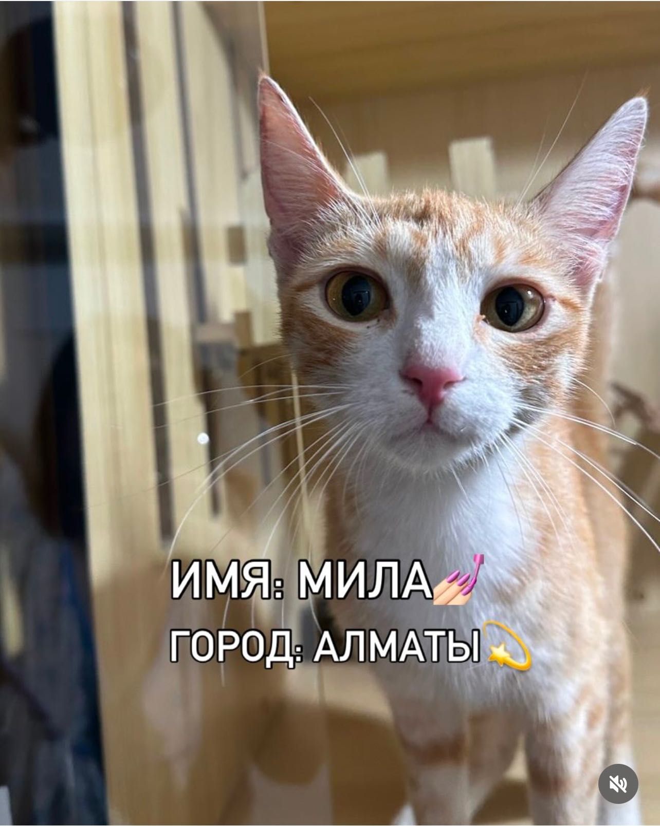 Ищем дом для кошки