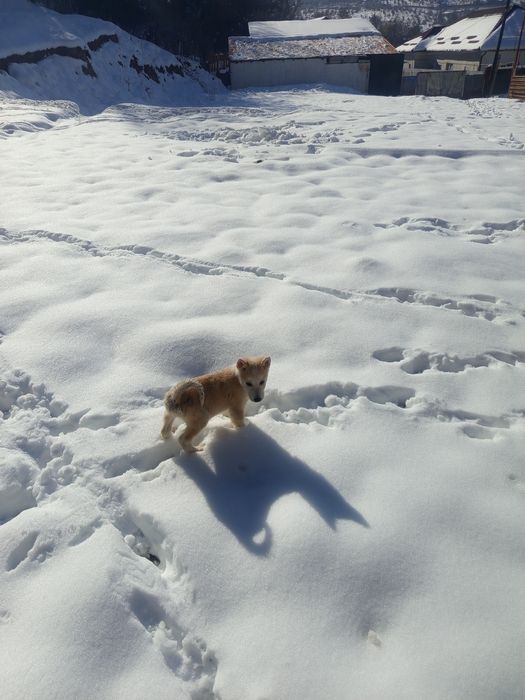 Продам шинков лайки