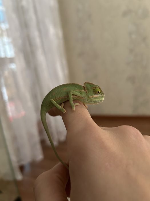 Йеменские Хамелеоны