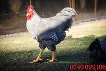 pui diferite varste, australorp,sussex,plymouth rock barat