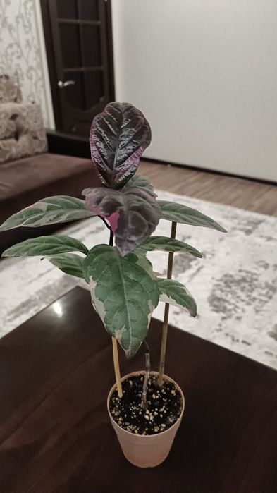 Продам домашнии цветы; толстянка, алое,  и так далее. Пишите на ватцап