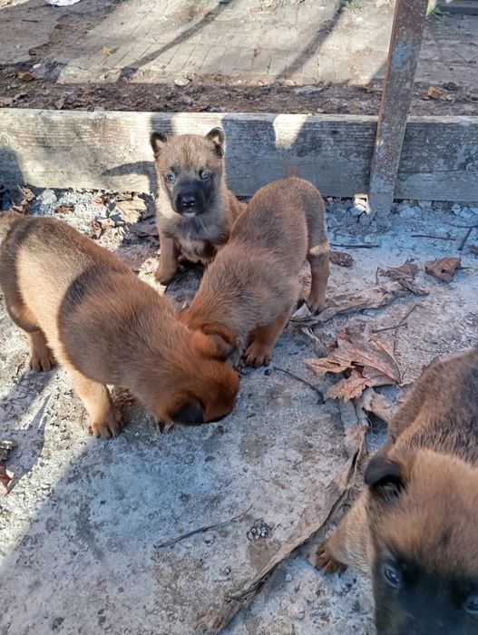 Белгийски овчарки