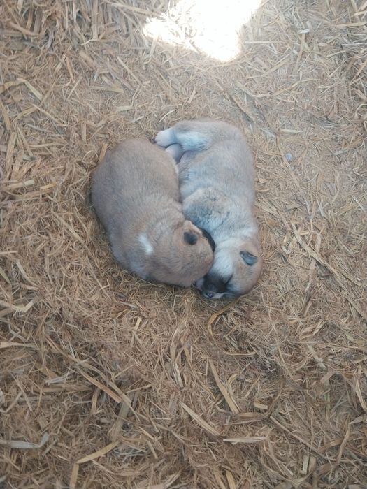 Щенки акито ину чистый кровь