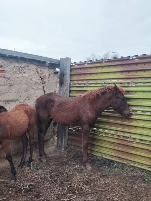 жабағы  (ұрғашы )