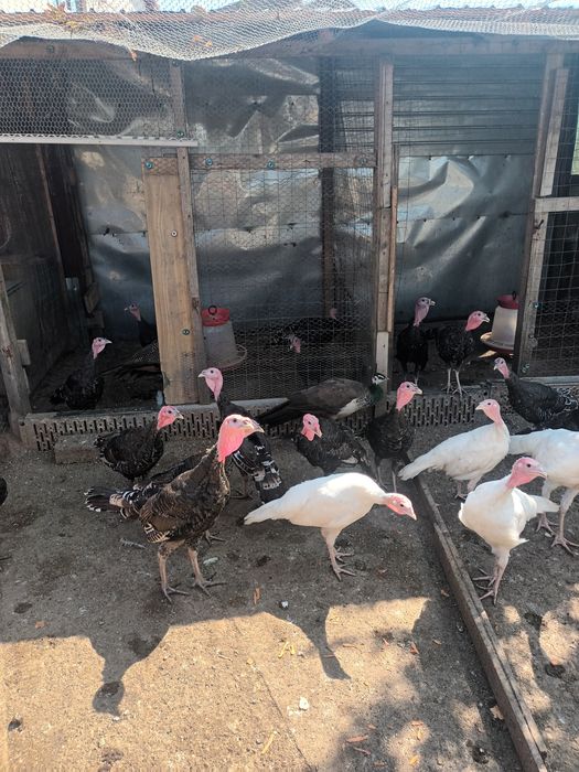 Curci ..și.. curcani..2025