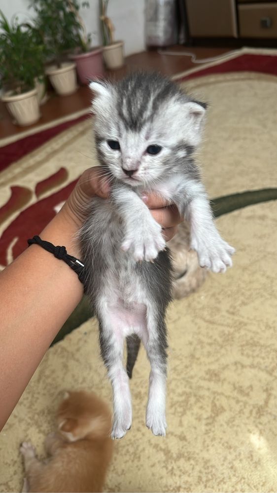 продается шотл. кошки