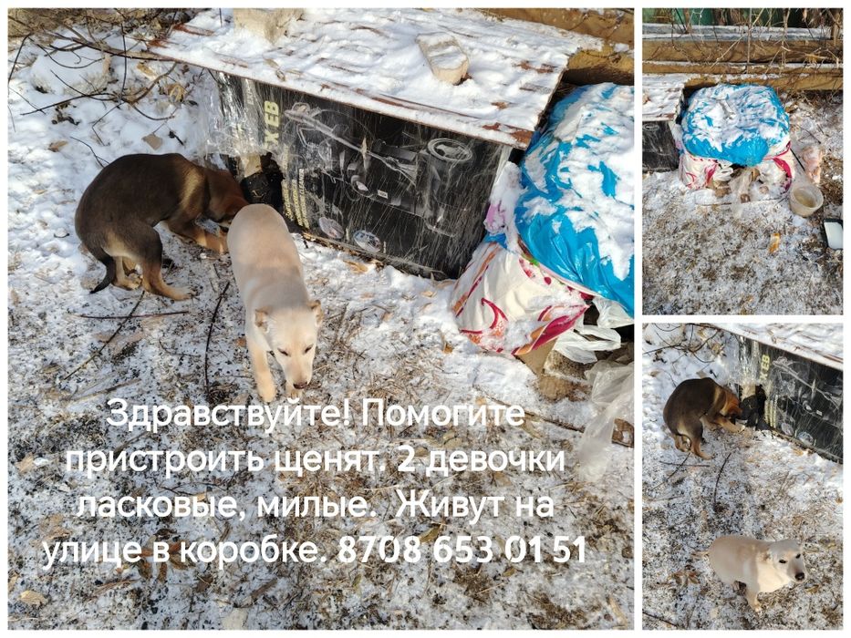 Маленькие красивые щенята ищут дом