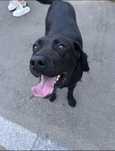 Labrador adopție