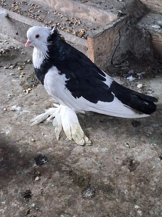Porumbei de vânzare