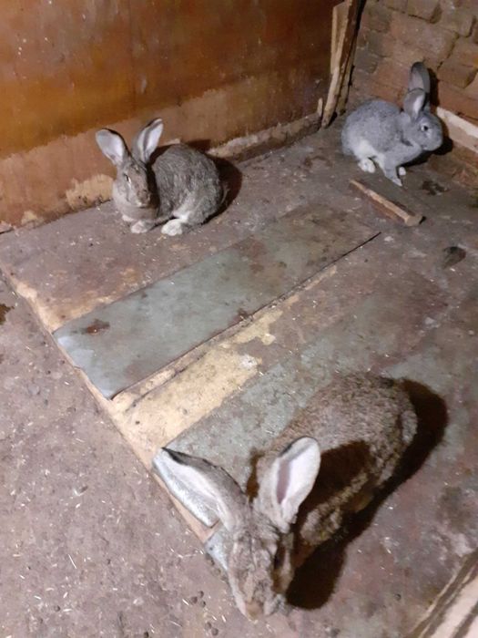 Мъжки зайци Великани