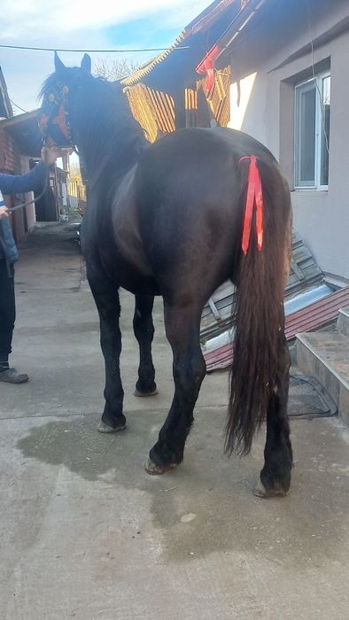 Cârlan semigreu negru