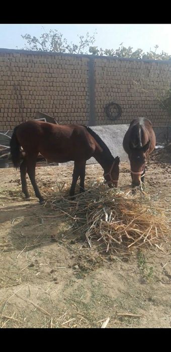 Ot sotiladi qorabayir