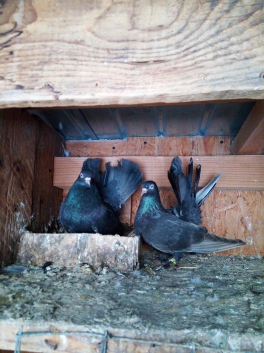 Vând porumbei sau schimb