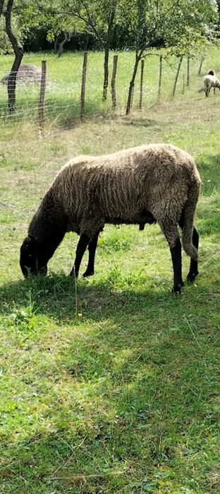 Berbec sârbesc chiut genetic!