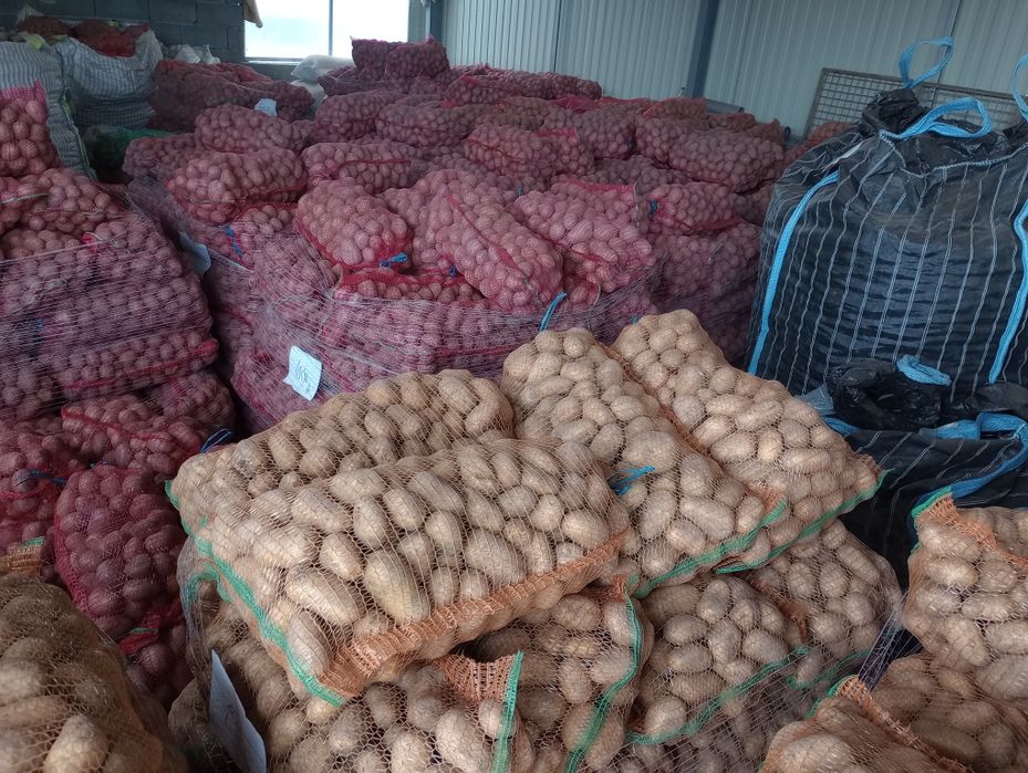 Cartof consum alb rosu! Porumb!