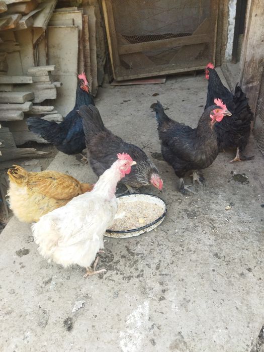 Продаются домашние куры