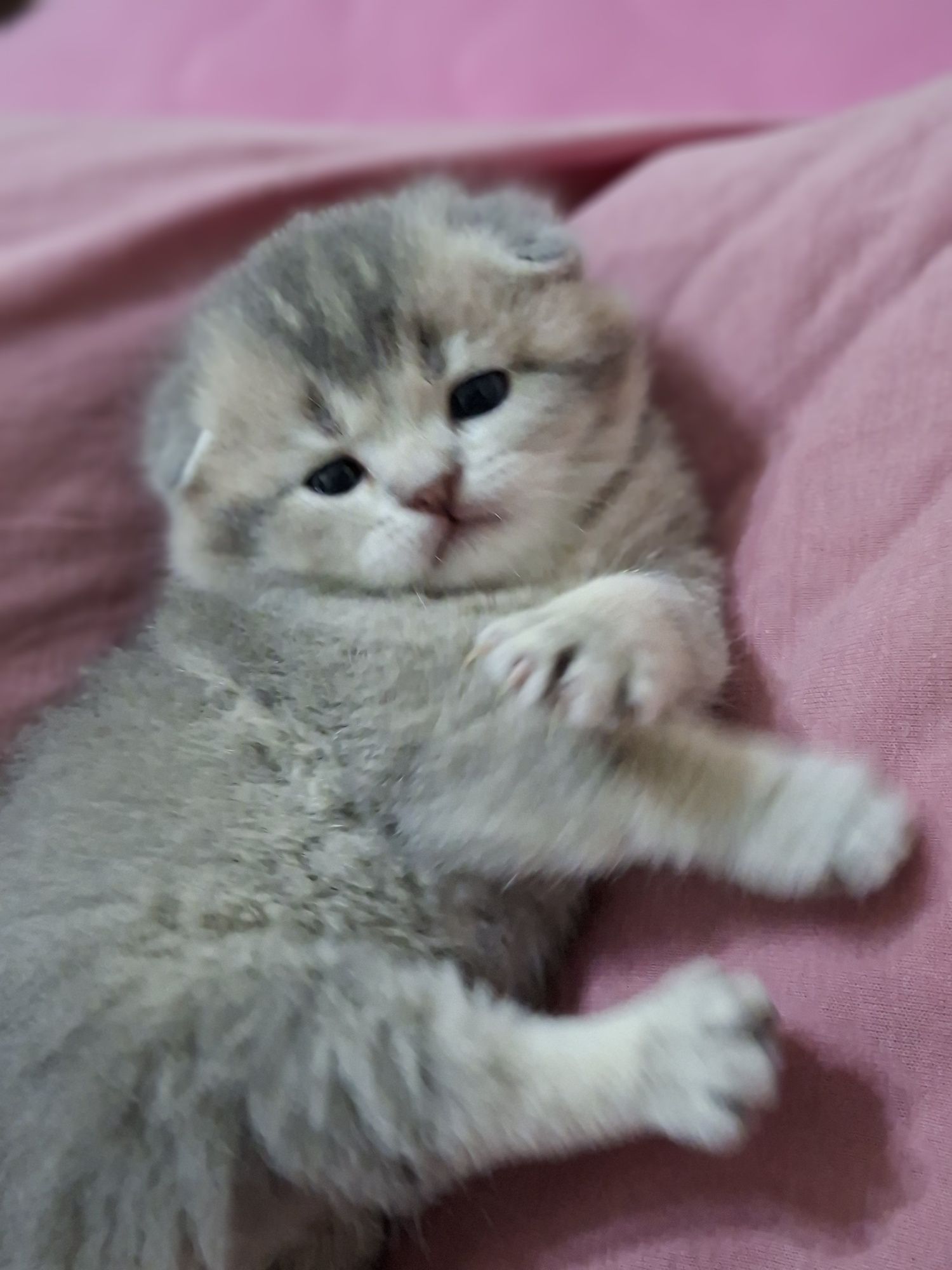 Вислоухие котята скоттиш фолд