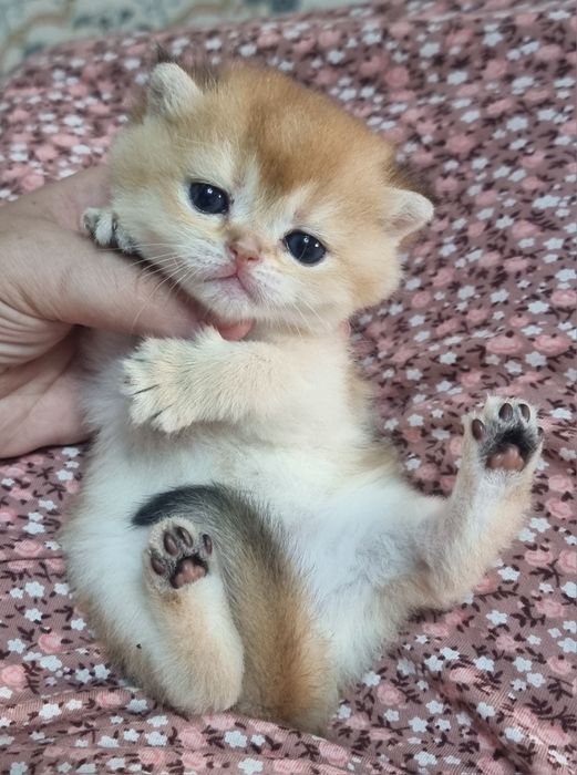 Котята золотая шиншилла