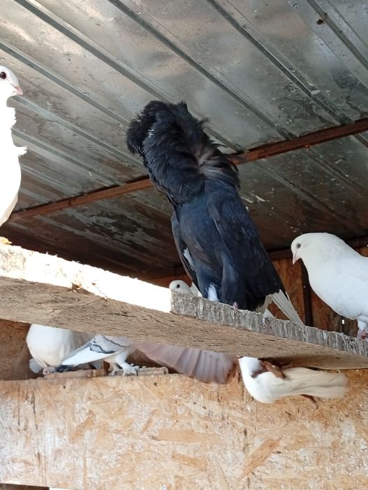 Vând porumbei de ornament