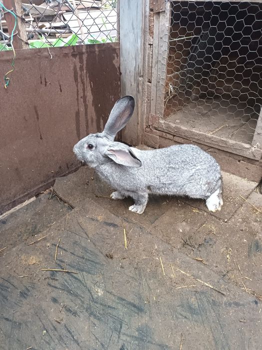 Vînd sau schimb cu găini iepuri