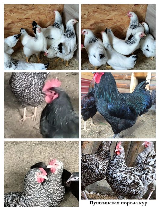 Куры молодые яичного направления
