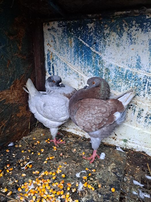 Vând porumbei kingi