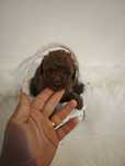 Той пудел toy poodle