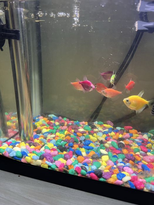 Продается аквариум с рыбками