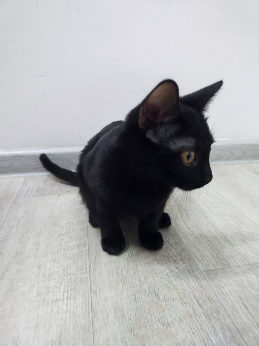 Отдам дарм котенка