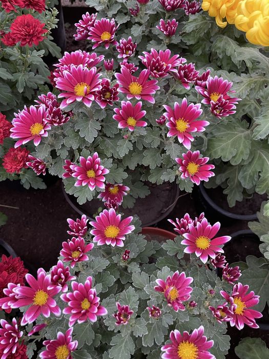 Хризантема мультифлора,крупноголовая