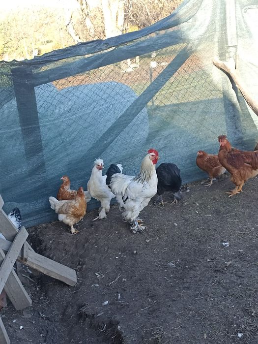 Vând cocoșii Brahma