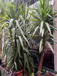 Vand planta Iucca mare